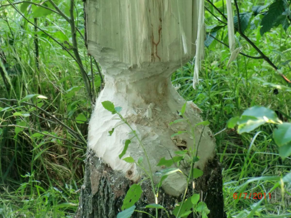 Agroturystyka Burylowka Osiecznica エクステリア 写真